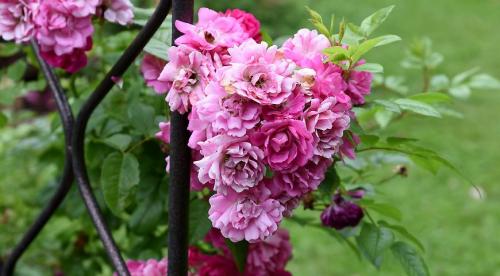 Плетистые розы в ландшафтном дизайне. Описание 20 Плетистые розы в ландшафтном дизайне. Описание 20