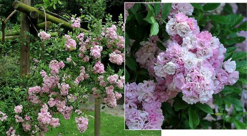 Плетистые розы в ландшафтном дизайне. Описание 18 Плетистые розы в ландшафтном дизайне. Описание 18