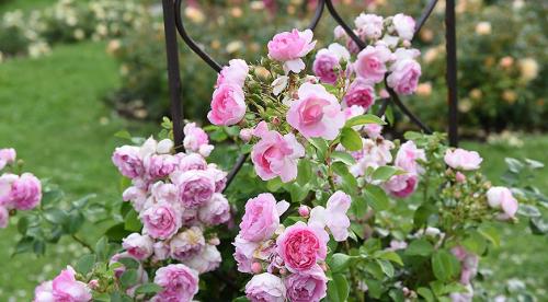 Плетистые розы в ландшафтном дизайне. Описание 15 Плетистые розы в ландшафтном дизайне. Описание 15