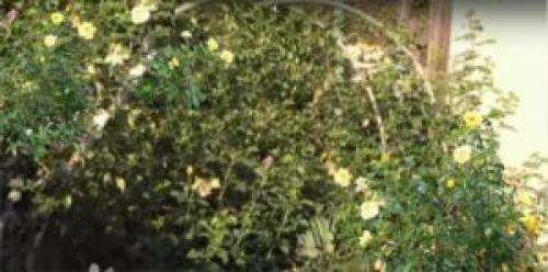 Арки для роз своими руками.   Приспособления для закрепления розы на опор