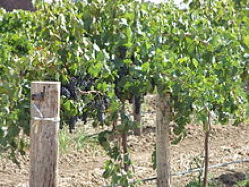 Шпалера садовая. Шпалера (садоводство) 02