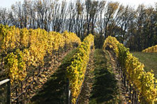 Шпалера садовая. Шпалера (садоводство) 01