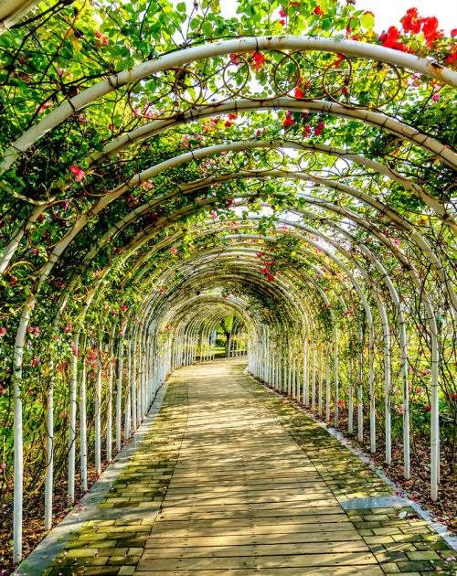 Кованые арки для вьющихся растений. Виды материалов арки для цветов и вьющихся растений