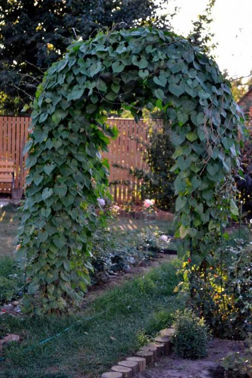 Арка в саду из дерева. Красивая садовая арка: стильные и оригинальные арки и их применение в ландшафтном дизайне (95 фото + видео)