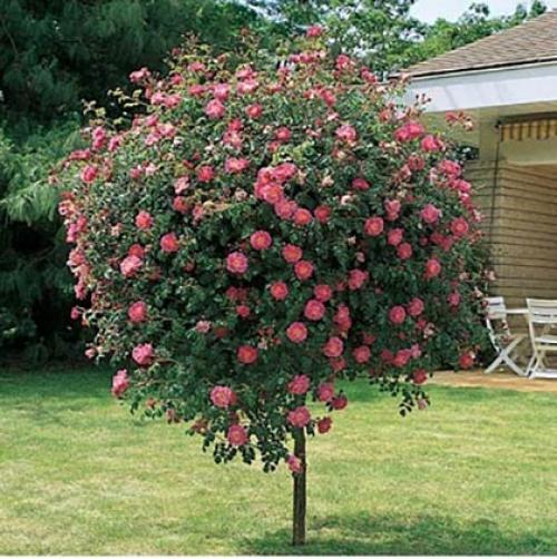 Пергола для роз своими руками. Пергола для роз 14 Пергола для роз своими руками. Пергола для роз 14