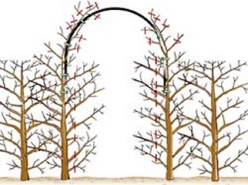 Различия видов садовых арок для растений. Садовая арка – красота в простоте конструкции 20 Различия видов садовых арок для растений. Садовая арка – красота в простоте конструкции 20