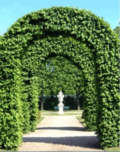 Различия видов садовых арок для растений. Садовая арка – красота в простоте конструкции 21 Различия видов садовых арок для растений. Садовая арка – красота в простоте конструкции 21