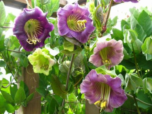 Многолетние вьющиеся растения для арки. Вьющиеся растения для арки быстрорастущие многолетние зимостойкие