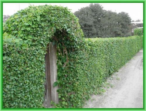 Цветы для арок на даче. Общие рекомендации желающим украсить забор, строения, участок.