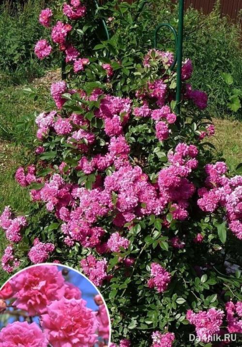 Цветы для арок на даче. Общие рекомендации желающим украсить забор, строения, участок. 08