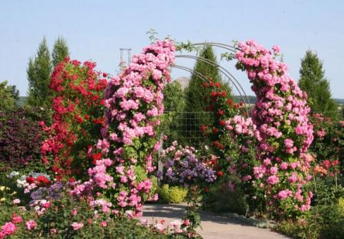 Цветы для арок на даче. Общие рекомендации желающим украсить забор, строения, участок.