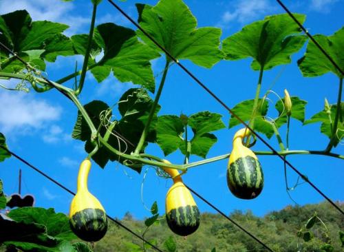 Многолетние вьющиеся растения для арки. Вьющиеся растения для арки быстрорастущие многолетние зимостойкие