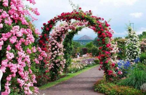 Арки для цветов на даче или в саду. Конструкции арок