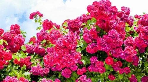 7 идей для плетистых роз. Плетистые розы: сорта, советы по выбору и уходу