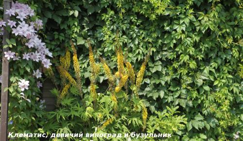 Красивоцветущие лианы. Лучшие декоративные лианы для дизайна сада: однолетние, многолетние, красивоцветущие и экзотические