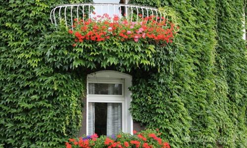 Выбор вечнозеленых вьющихся растений для живой изгороди. Многолетние вьюны с декоративными листьями