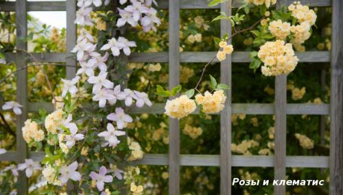 Красивоцветущие лианы. Лучшие декоративные лианы для дизайна сада: однолетние, многолетние, красивоцветущие и экзотические