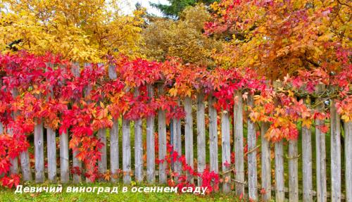 Красивоцветущие лианы. Лучшие декоративные лианы для дизайна сада: однолетние, многолетние, красивоцветущие и экзотические