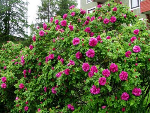 Морозостойкие растения для живой изгороди. Лучшие виды кустарников для живого забора