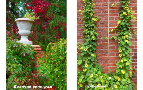 Красивоцветущие лианы. Лучшие декоративные лианы для дизайна сада: однолетние, многолетние, красивоцветущие и экзотические