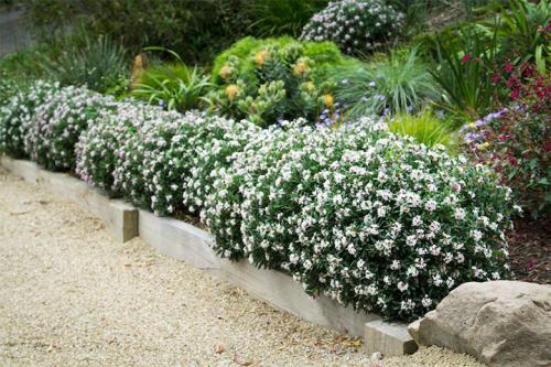 Морозостойкие растения для живой изгороди. Лучшие виды кустарников для живого забора