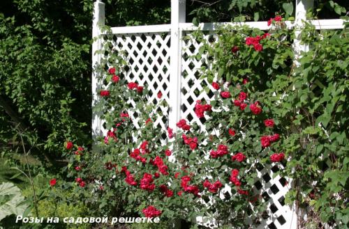 Красивоцветущие лианы. Лучшие декоративные лианы для дизайна сада: однолетние, многолетние, красивоцветущие и экзотические