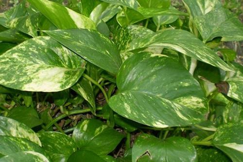 Вьющиеся лианы для сада. Быстрорастущие вьющиеся растения для сада 17