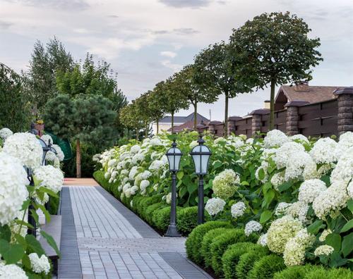 Морозостойкие растения для живой изгороди. Лучшие виды кустарников для живого забора