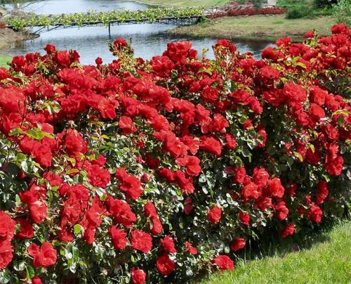 Морозостойкие растения для живой изгороди. Лучшие виды кустарников для живого забора
