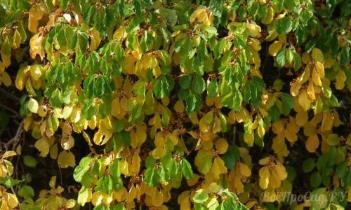 Выбор вечнозеленых вьющихся растений для живой изгороди. Многолетние вьюны с декоративными листьями