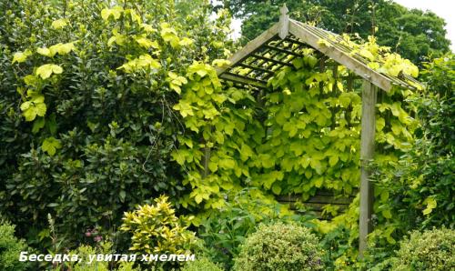 Красивоцветущие лианы. Лучшие декоративные лианы для дизайна сада: однолетние, многолетние, красивоцветущие и экзотические