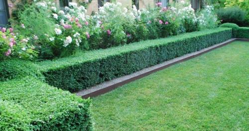 Растение, как забор. Кустарники для живой изгороди: названия и фото