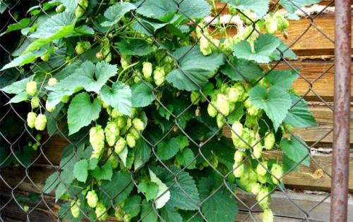 Вечнозеленые вьющиеся растения для забора. Быстрорастущие многолетние растения