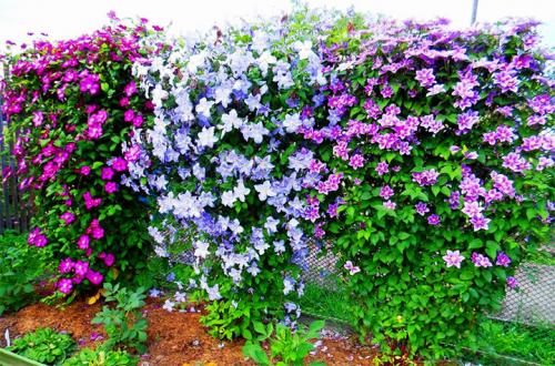Вечнозеленые вьющиеся растения для забора. Быстрорастущие многолетние растения