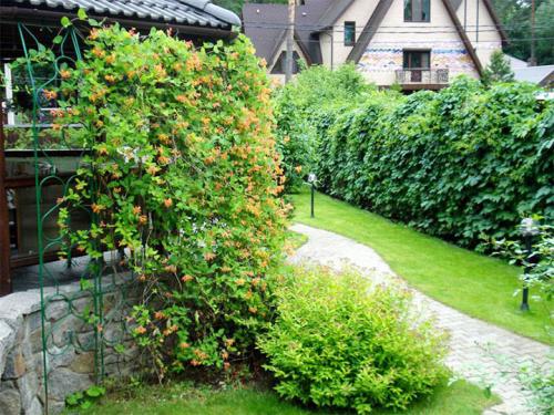 Вечнозеленые вьющиеся растения для забора. Быстрорастущие многолетние растения