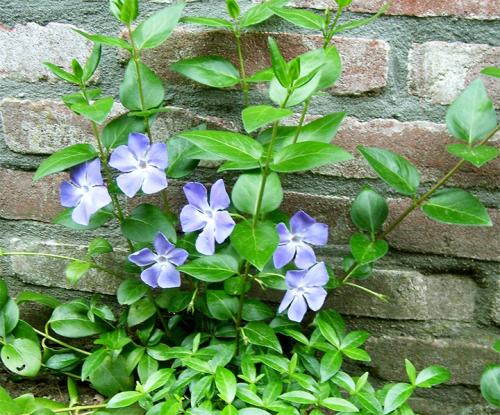 Вечнозеленые вьющиеся растения для забора. Быстрорастущие многолетние растения