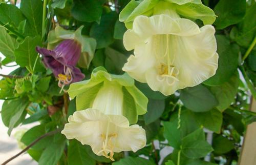 Однолетние вьющиеся растения для забора. Вьющиеся растения для забора, беседок и стен – выбираем среди однолетников