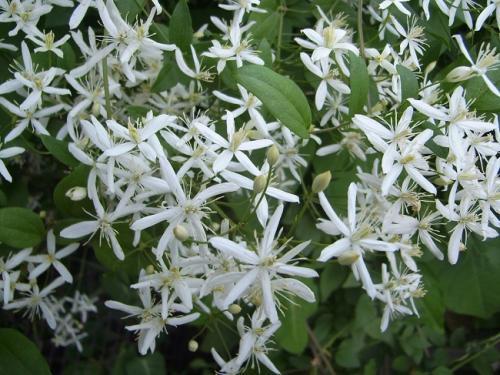 Многолетние лианы для вертикального озеленения. Многолетние листопадные лианы 05 Многолетние лианы для вертикального озеленения. Многолетние листопадные лианы 05