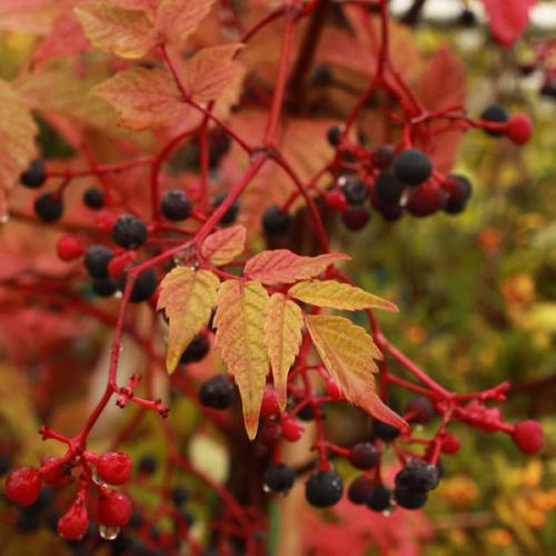 Многолетние лианы для вертикального озеленения. Многолетние листопадные лианы 01 Многолетние лианы для вертикального озеленения. Многолетние листопадные лианы 01