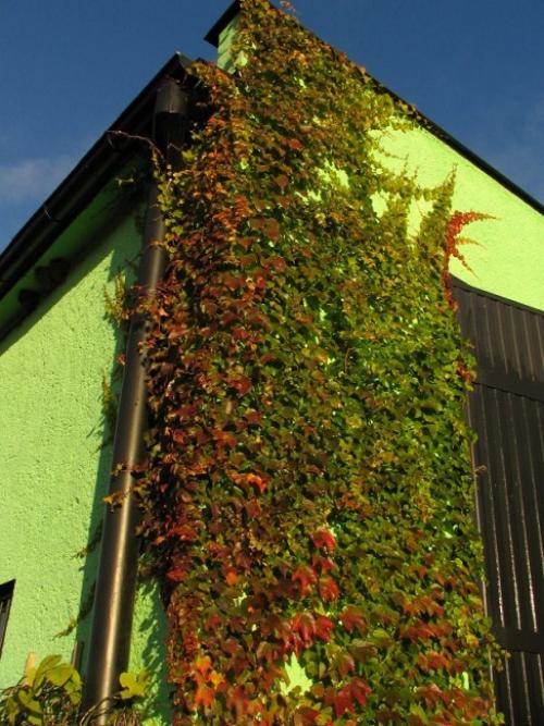 Многолетние лианы для вертикального озеленения. Многолетние листопадные лианы 04 Многолетние лианы для вертикального озеленения. Многолетние листопадные лианы 04