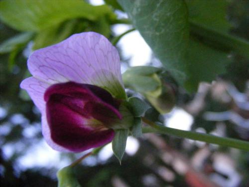 Вьющиеся цветы однолетние. Вьющиеся однолетники. Живая изгородь быстро!