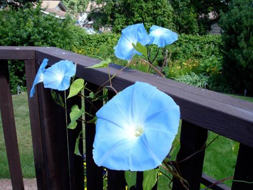 Вьющиеся цветы однолетние. Вьющиеся однолетники. Живая изгородь быстро!