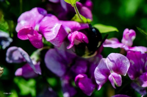 Вьющиеся цветы однолетние. Вьющиеся однолетники. Живая изгородь быстро!