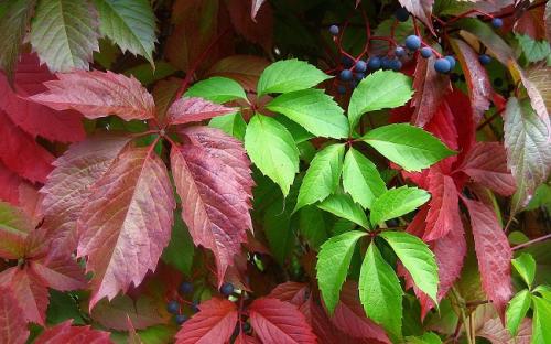 Многолетние лианы для вертикального озеленения. Многолетние листопадные лианы 02 Многолетние лианы для вертикального озеленения. Многолетние листопадные лианы 02