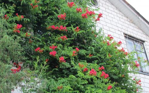 Быстрорастущие вьющиеся растения для забора и сада  . Обзор многолетних и однолетних растений. Фото + инструкция с описанием 10