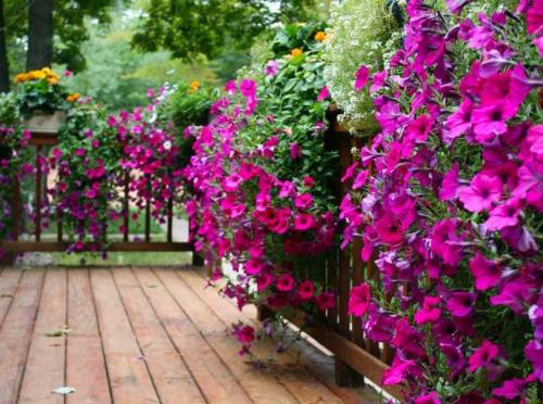 Быстрорастущие вьющиеся растения для забора и сада  . Обзор многолетних и однолетних растений. Фото + инструкция с описанием