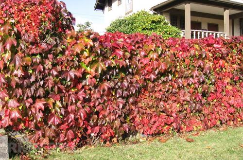 Быстрорастущие вьющиеся растения для забора и сада  . Обзор многолетних и однолетних растений. Фото + инструкция с описанием 07