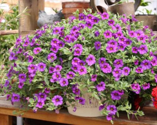 Быстрорастущие вьющиеся растения для забора и сада  . Обзор многолетних и однолетних растений. Фото + инструкция с описанием