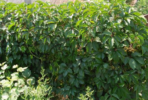 Быстрорастущие вьющиеся растения для забора и сада  . Обзор многолетних и однолетних растений. Фото + инструкция с описанием 08