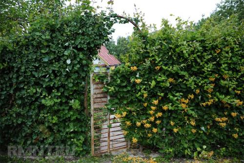 Быстрорастущие вьющиеся растения для забора и сада  . Обзор многолетних и однолетних растений. Фото + инструкция с описанием 09